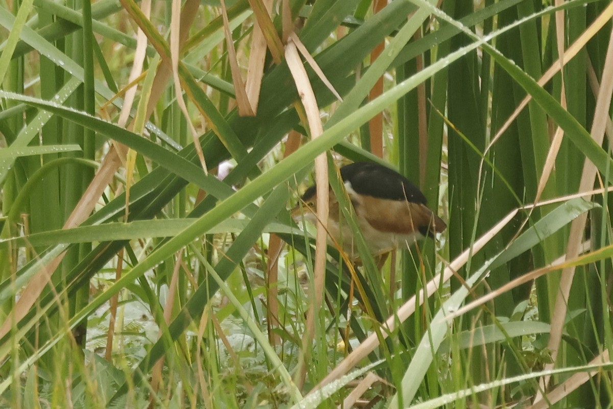 コヨシゴイ - ML647089033