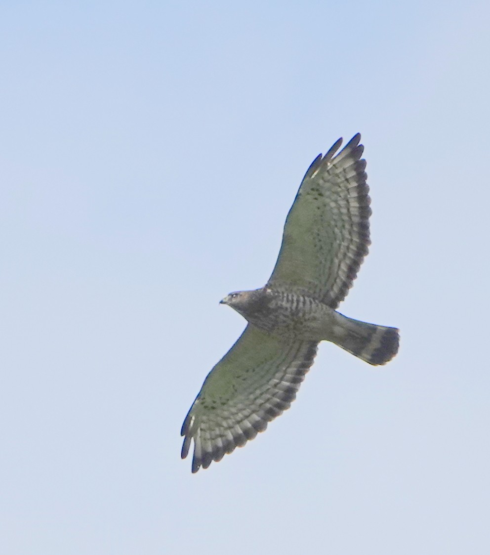 Broad-winged Hawk - ML647089037