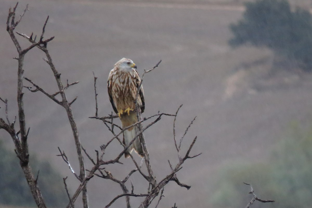 アカトビ - ML647089038