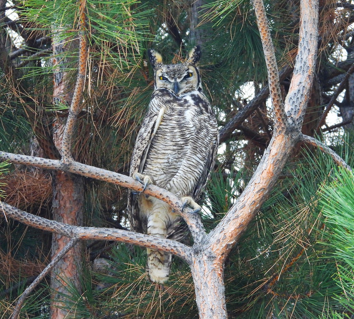 Great Horned Owl - ML647089053