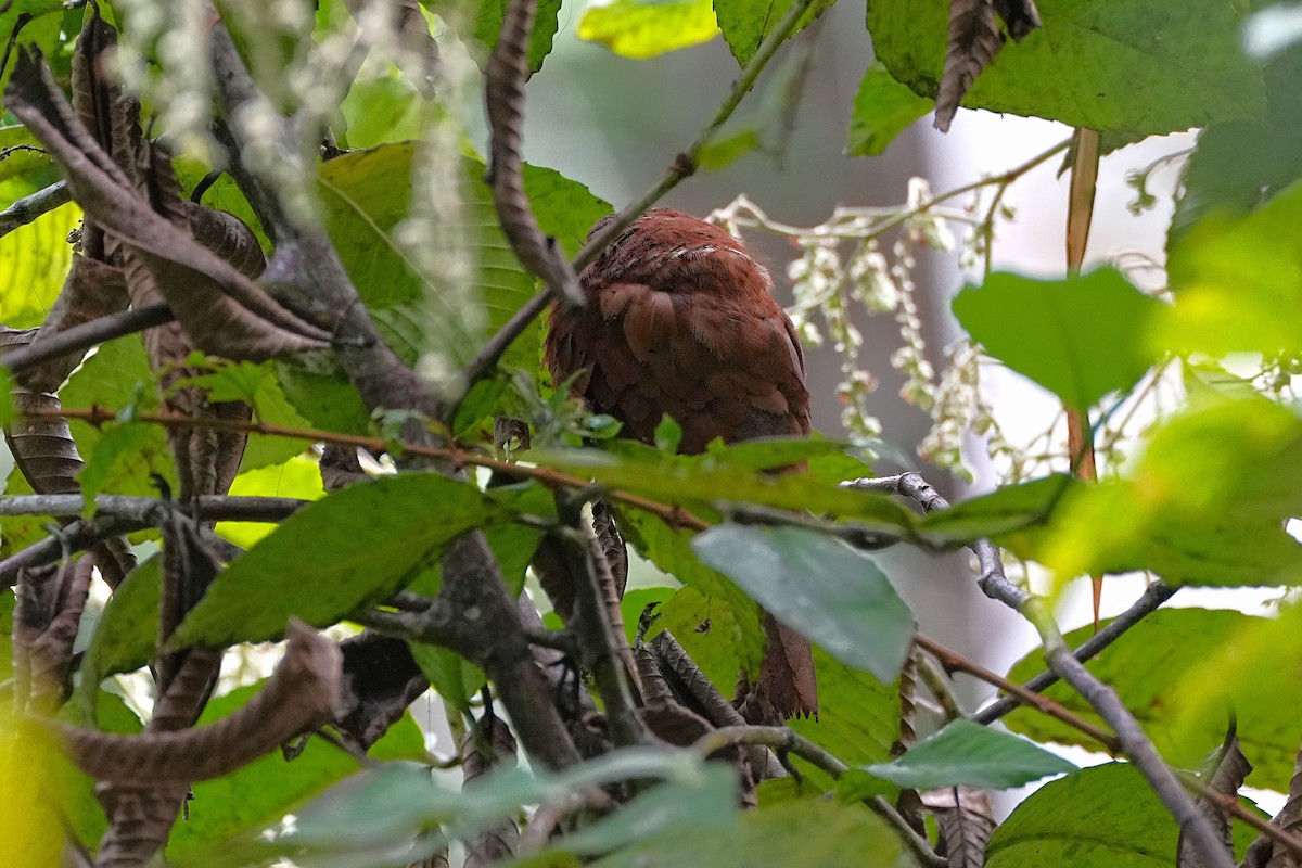 Sri Lanka Frogmouth - ML647089055