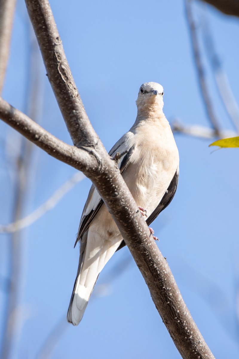 イチモンジバト - ML647089056