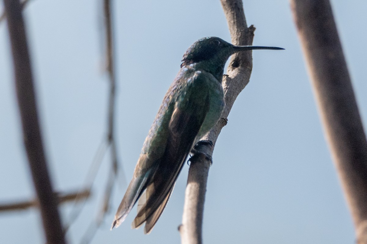 Lesser Violetear - ML647089058