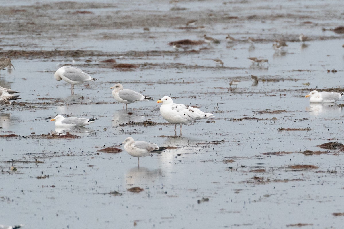 Great Black-backed Gull - ML647089068