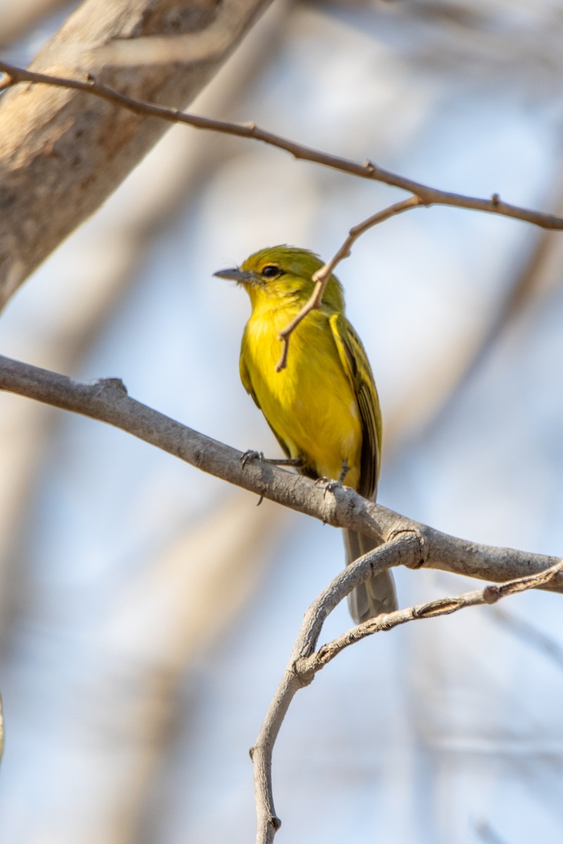 Ochre-lored Flatbill - ML647089069