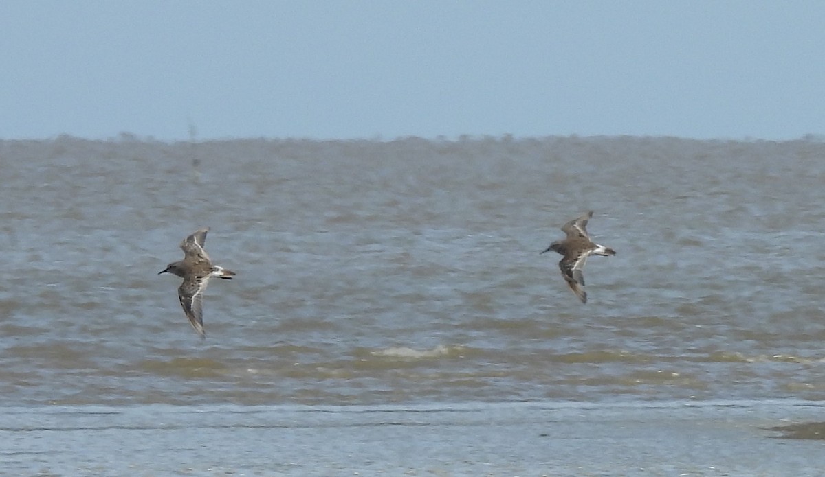 Weißbürzel-Strandläufer - ML647089078