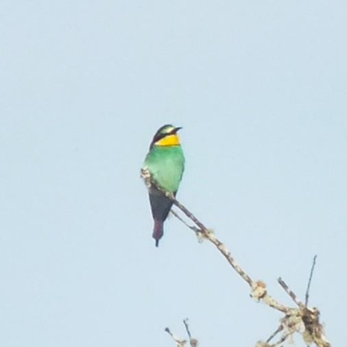 European Bee-eater - ML647089083