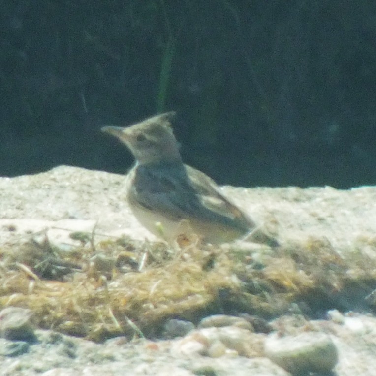 Crested Lark - ML647089088