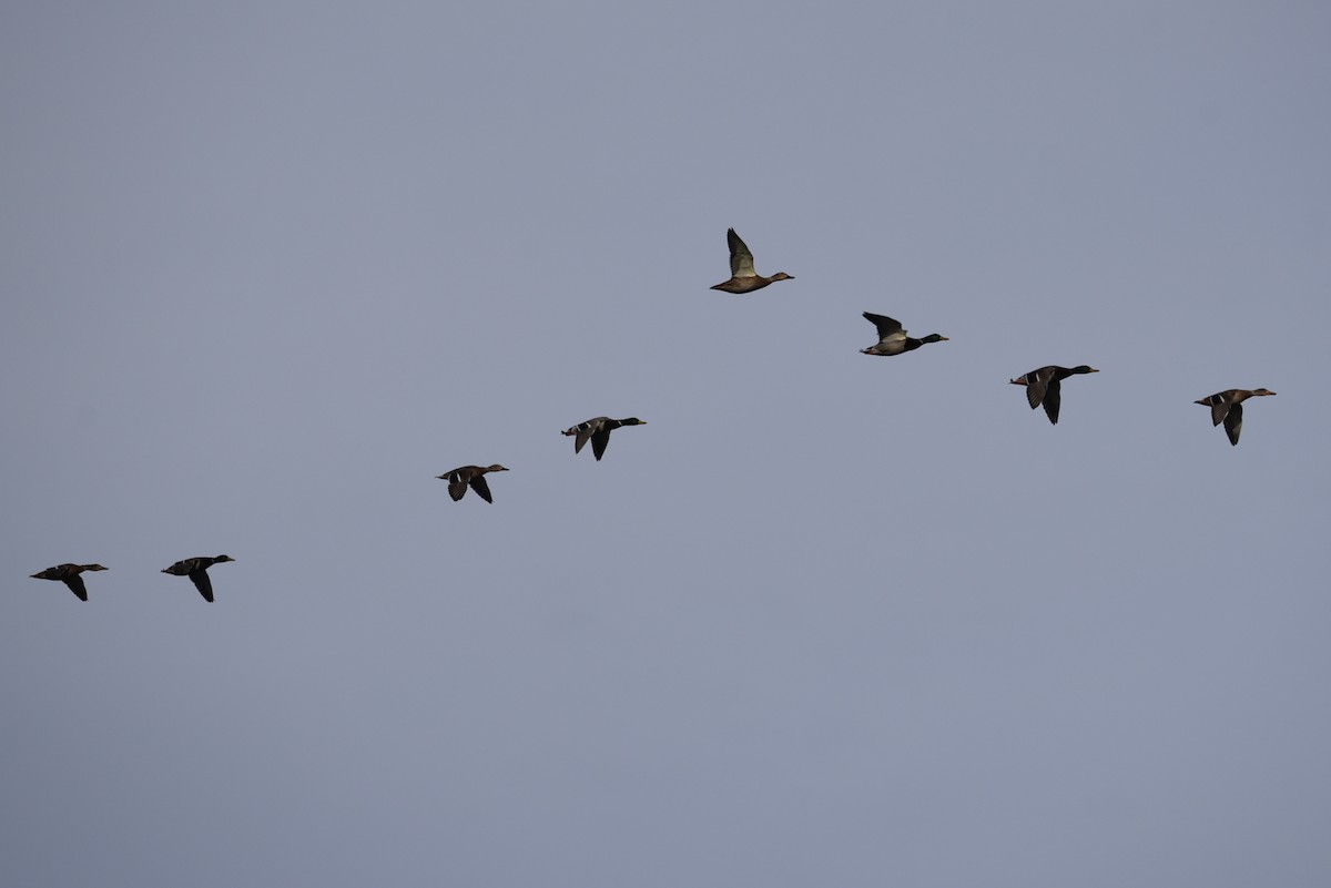 ברכיה - ML647089096