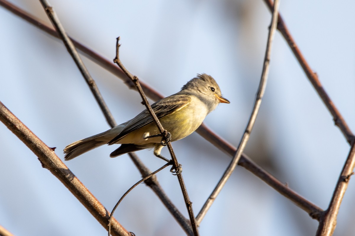 Southern Beardless-Tyrannulet - ML647089099