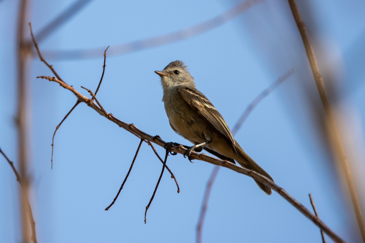 Southern Beardless-Tyrannulet - ML647089100