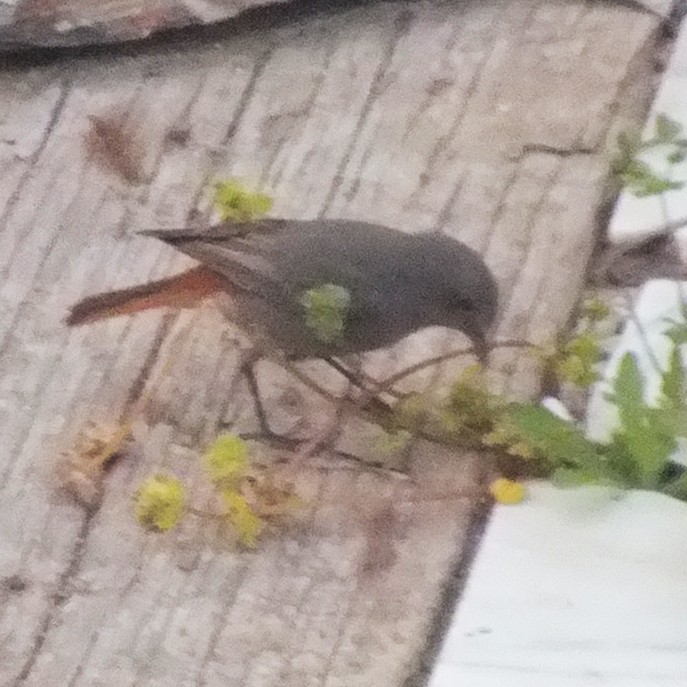 Black Redstart - ML647089104