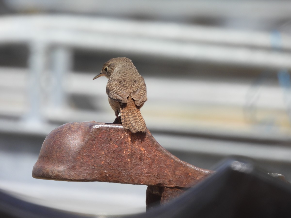 Southern House Wren - ML647089110