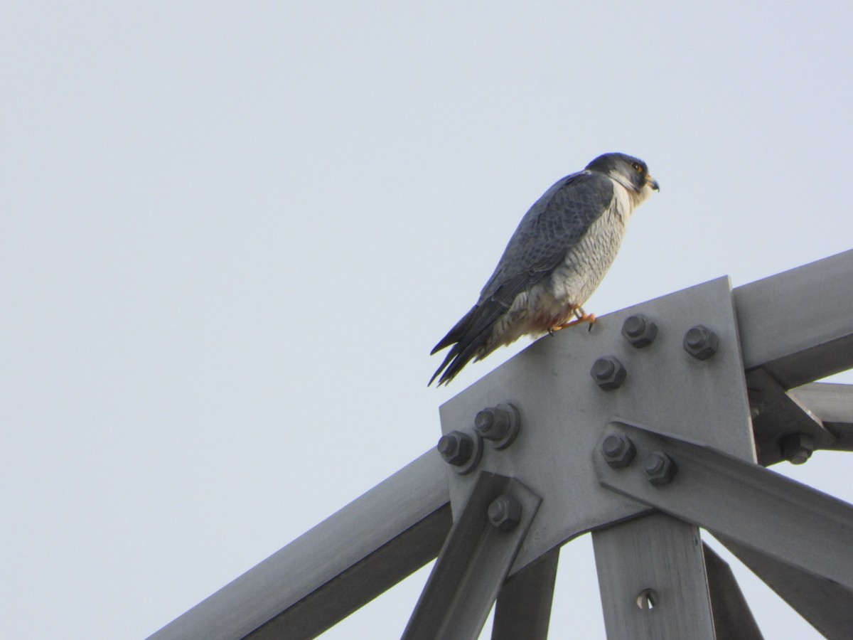 Peregrine Falcon - ML647089111