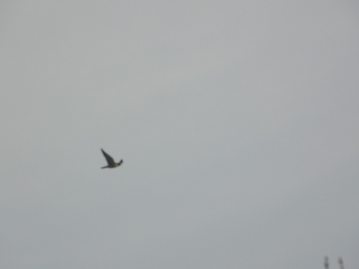 Peregrine Falcon - ML647089112