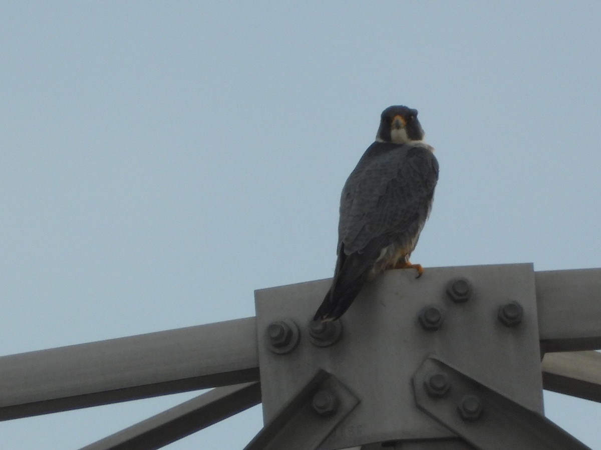 Peregrine Falcon - ML647089113