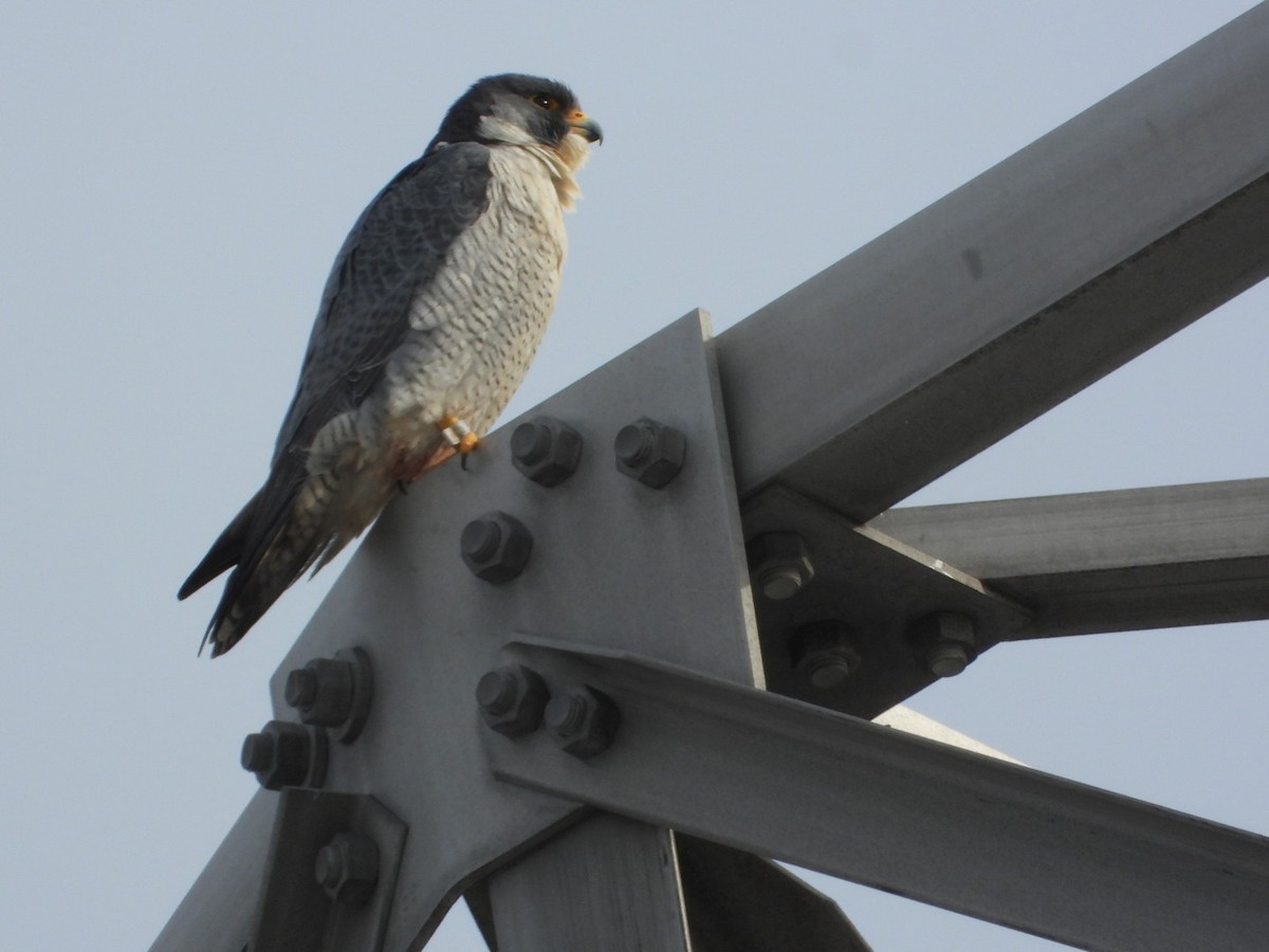 Peregrine Falcon - ML647089114