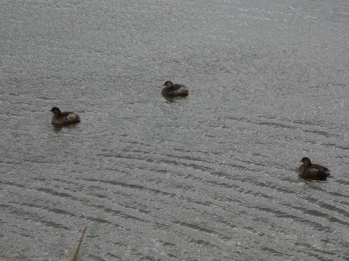 Little Grebe - ML647089133