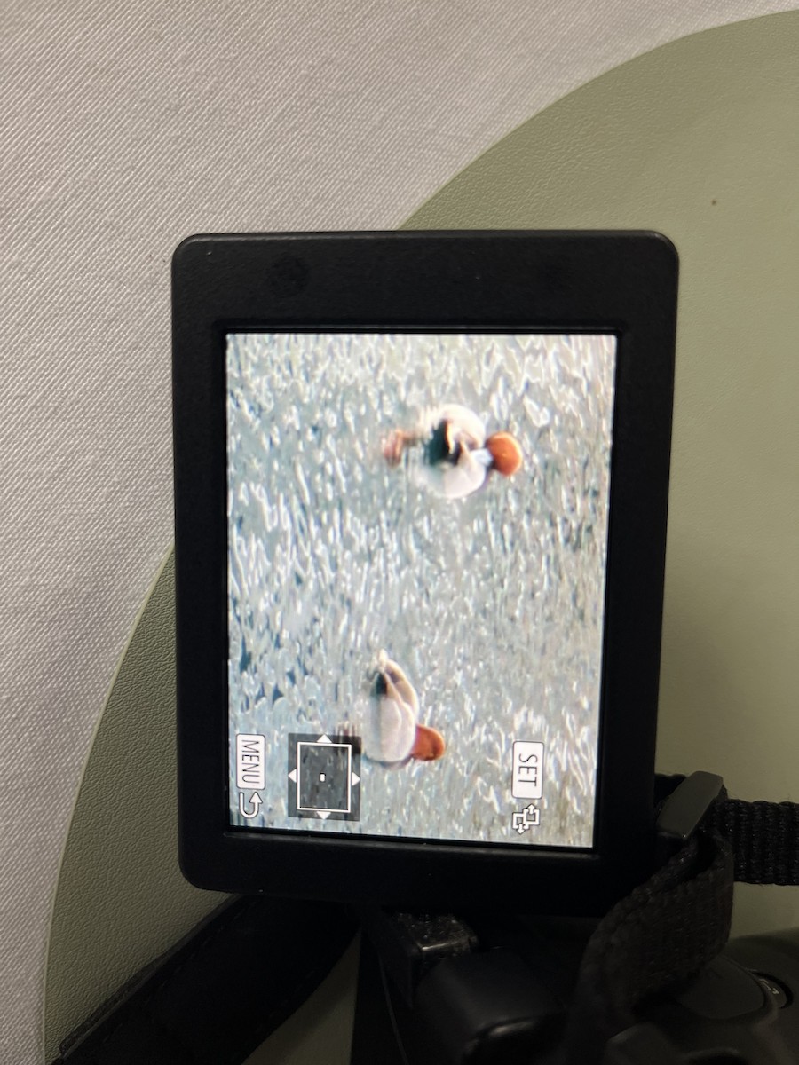 Redhead - ML647089156