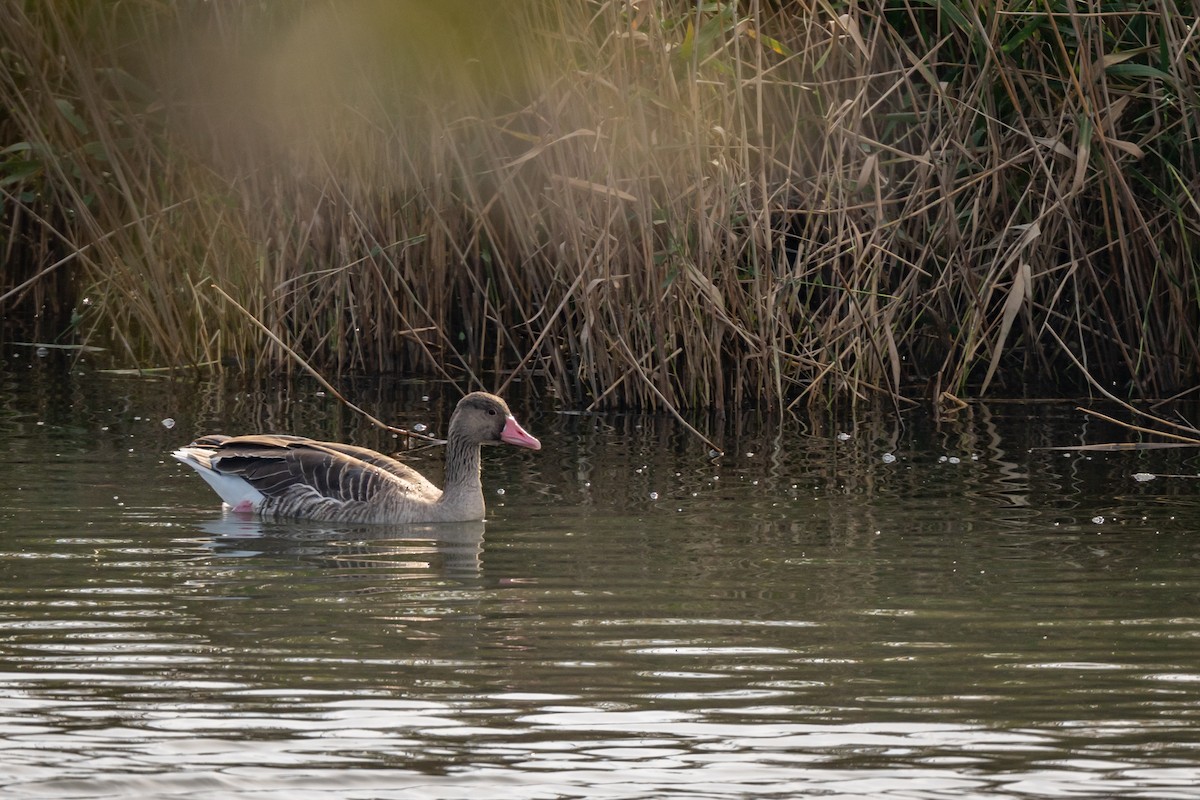 灰雁 - ML647089161