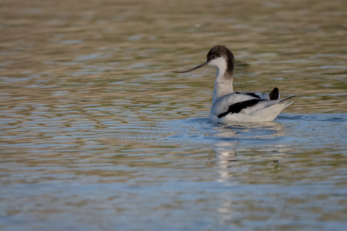 Pied Avocet - ML647089173