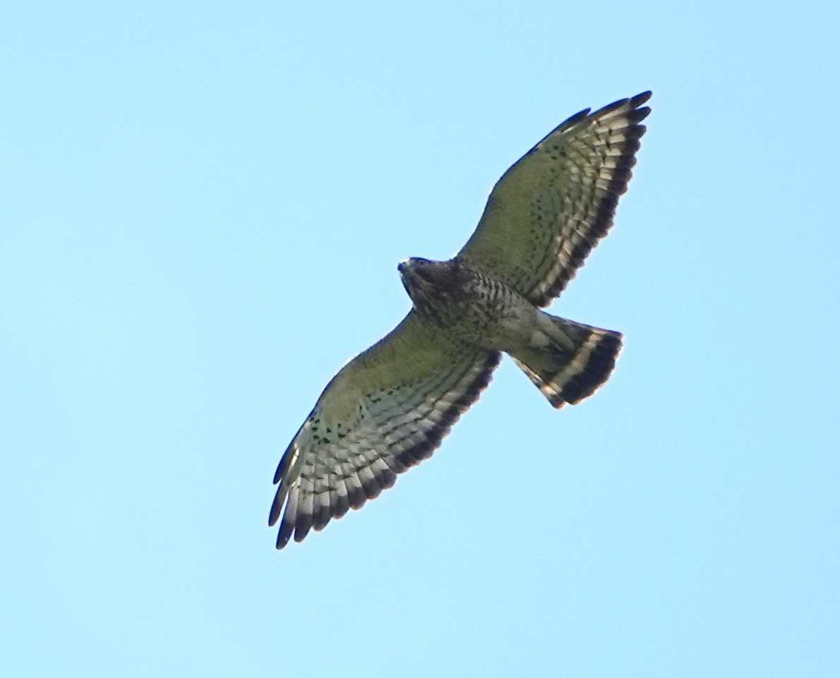 Broad-winged Hawk - ML647089175
