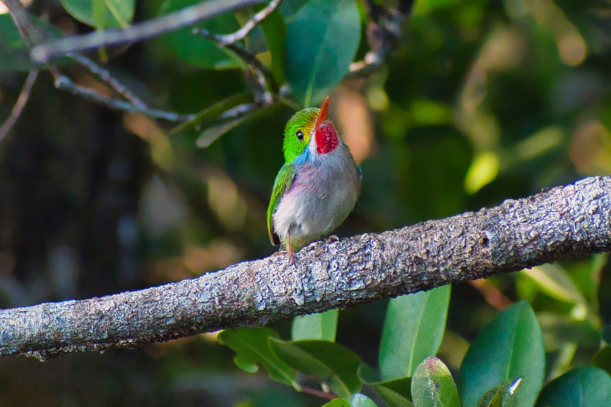 Cuban Tody - ML647089176