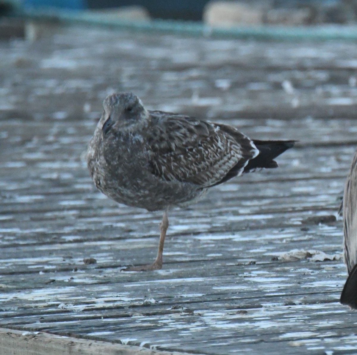 racek západní - ML647089178