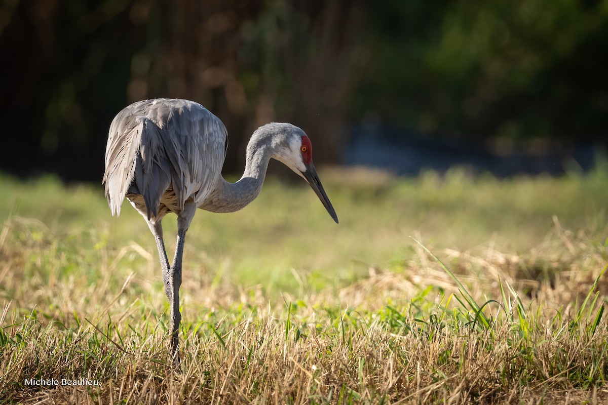 Sandhill Crane - ML647089182