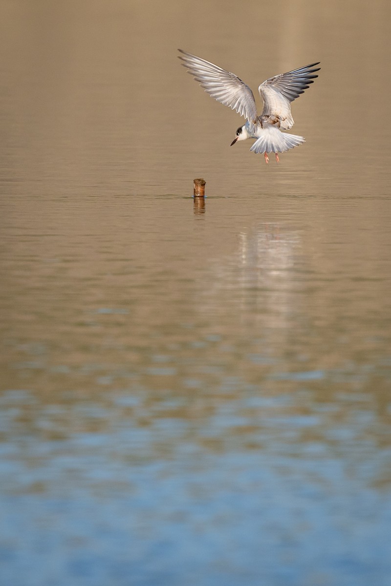 Whiskered Tern - ML647089183