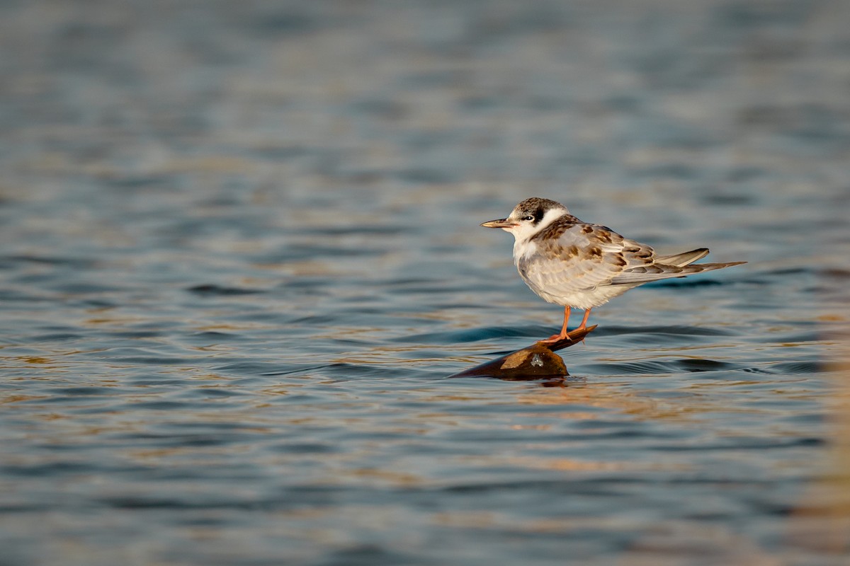 Whiskered Tern - ML647089184
