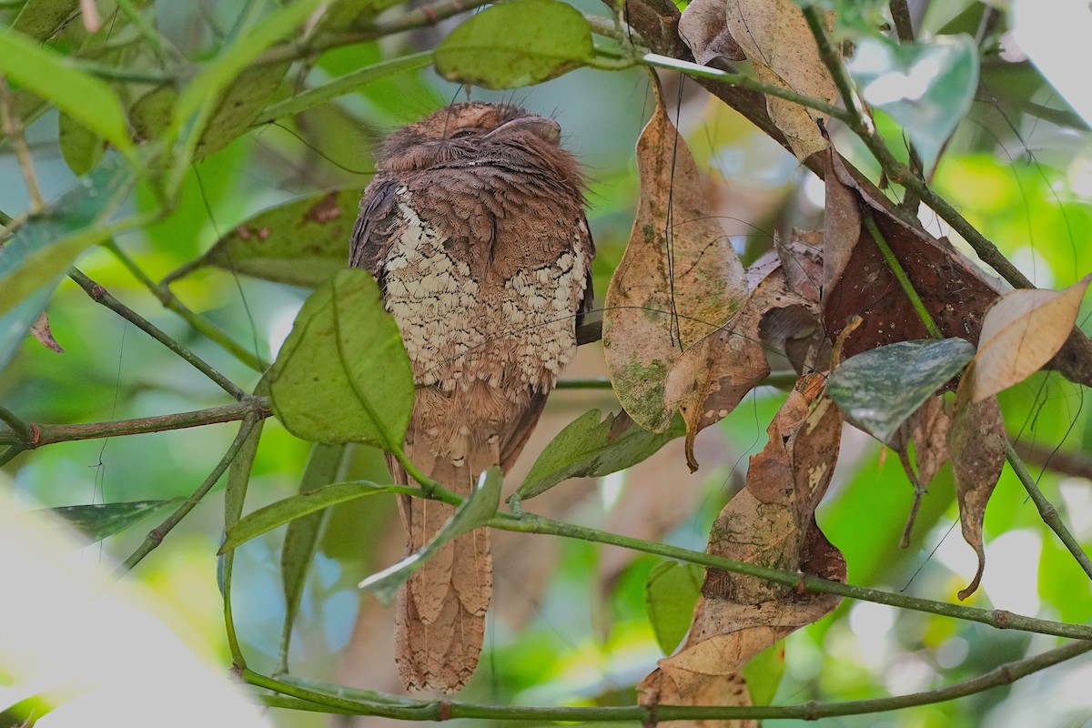 Sri Lanka Frogmouth - ML647089185