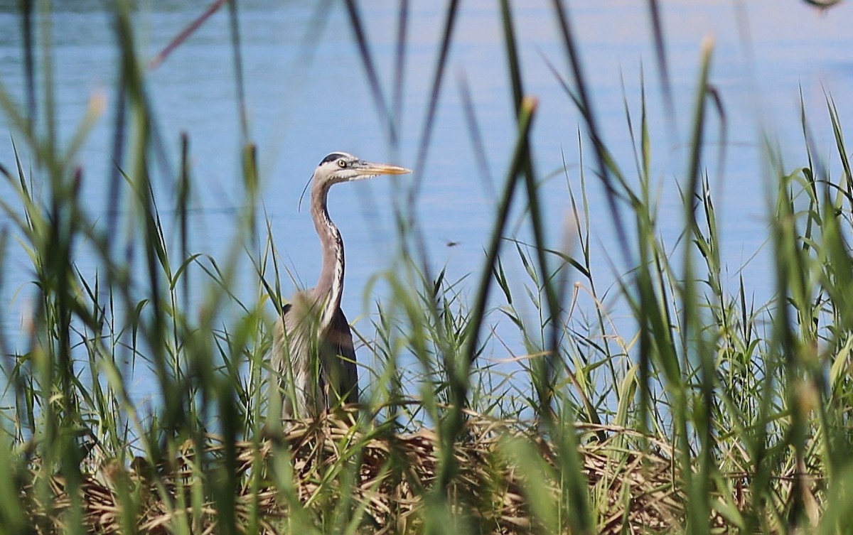 Great Blue Heron - ML647089186