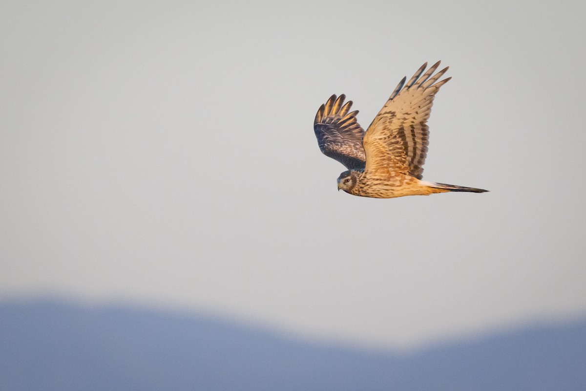 זרון תכול - ML647089191