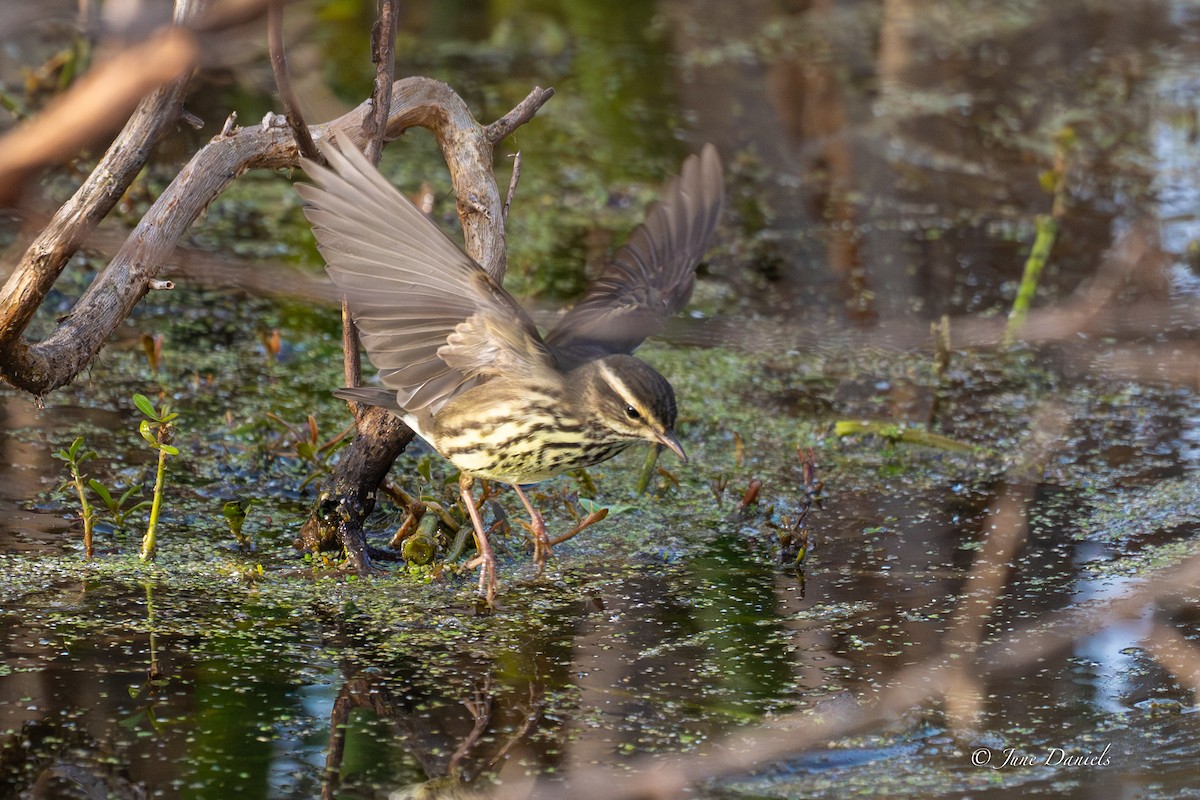 Northern Waterthrush - ML647089199
