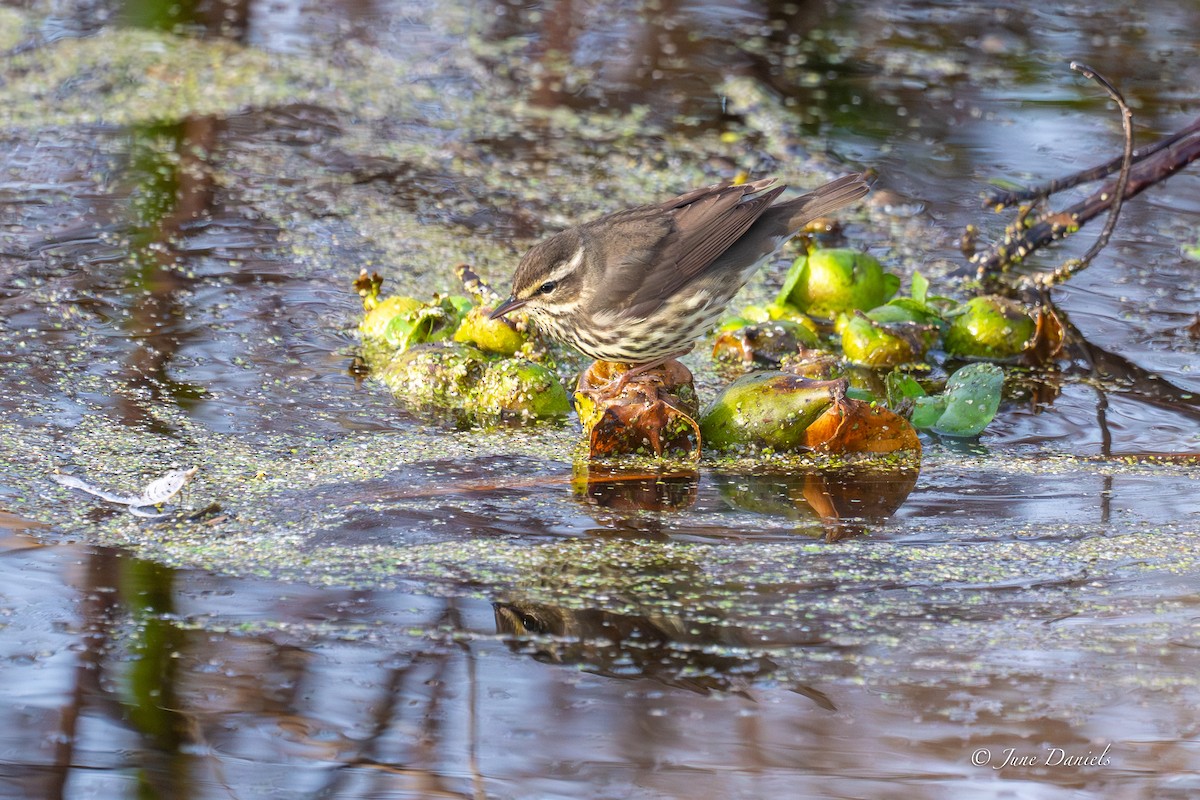 Northern Waterthrush - ML647089200