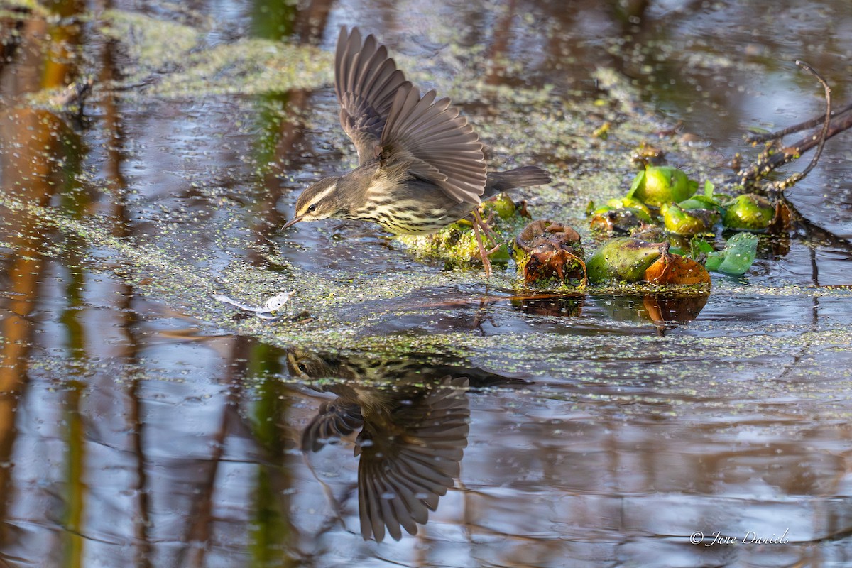 Northern Waterthrush - ML647089201