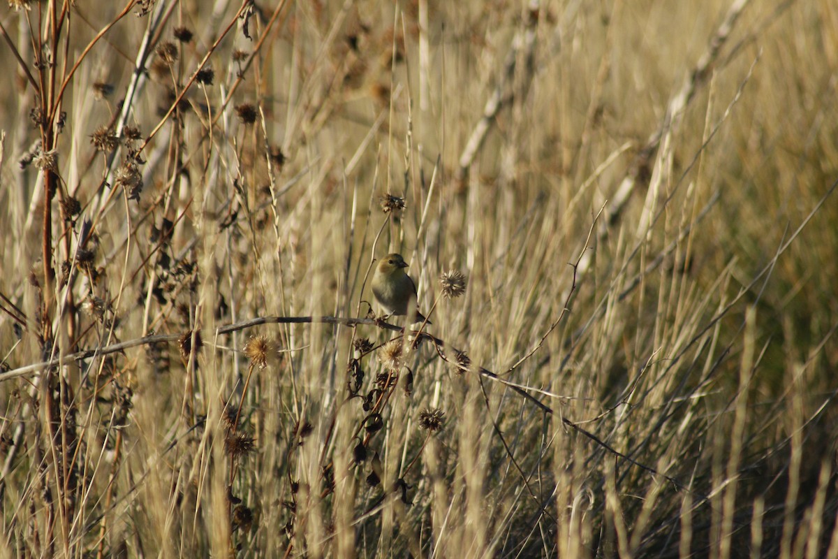 Goldzeisig - ML647089204