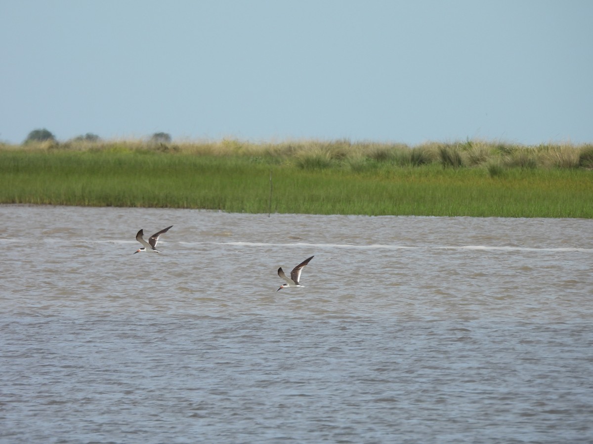Black Skimmer - ML647089207