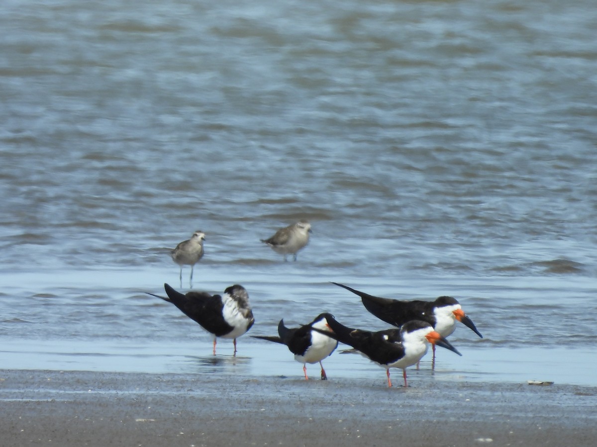 Black Skimmer - ML647089208