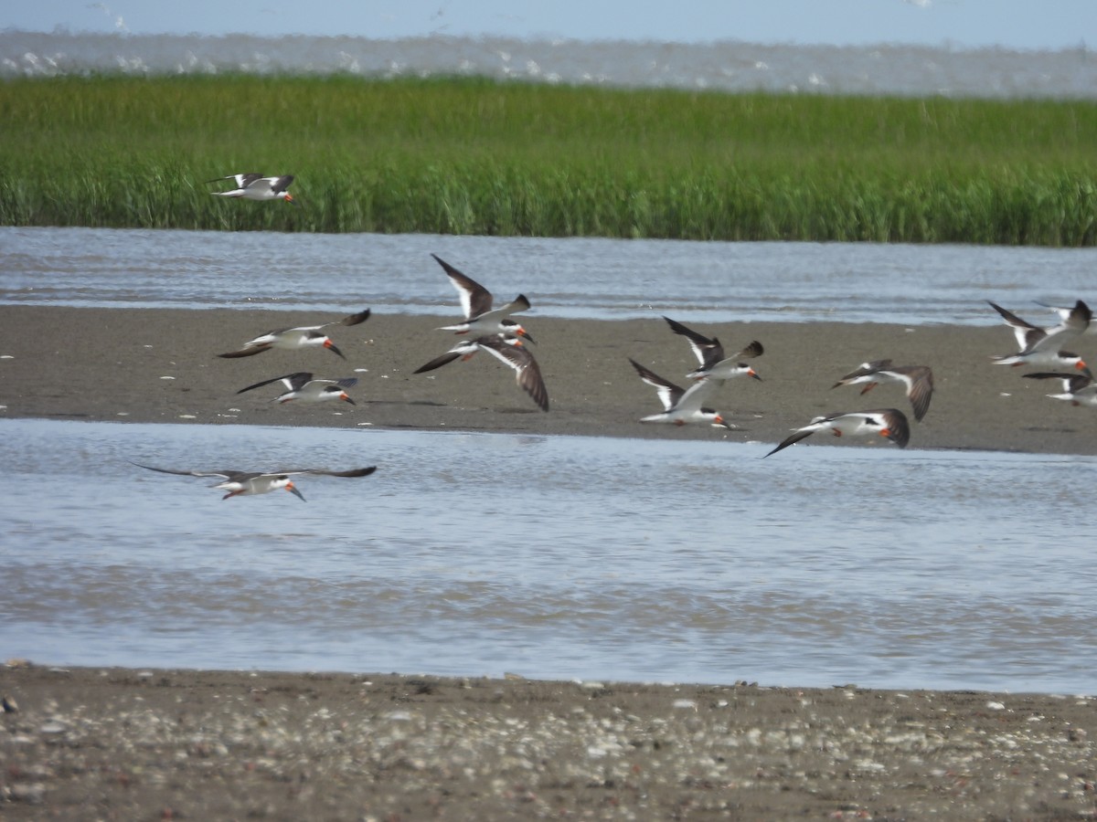 Black Skimmer - ML647089209