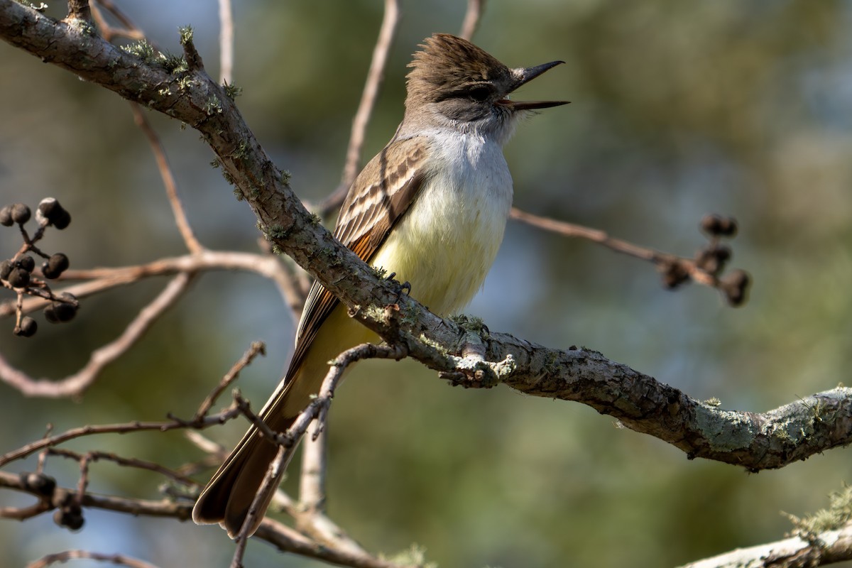 Kalifornienschopftyrann - ML647089210