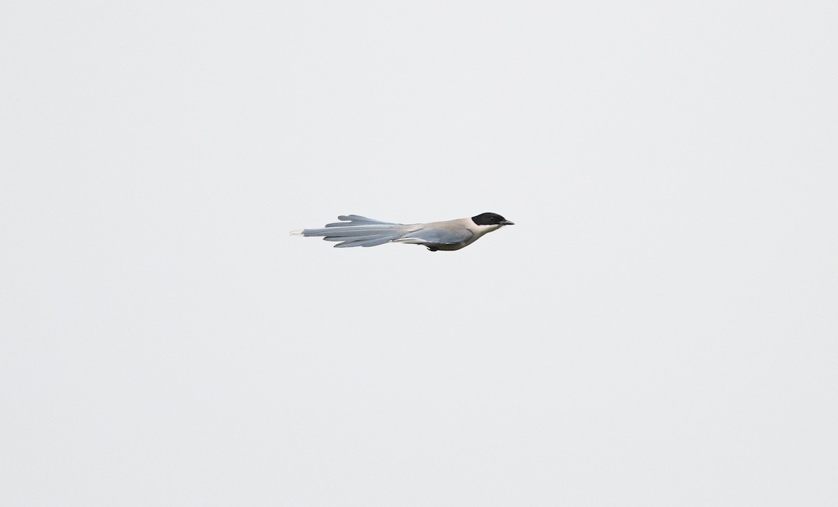 Azure-winged Magpie - ML647089215