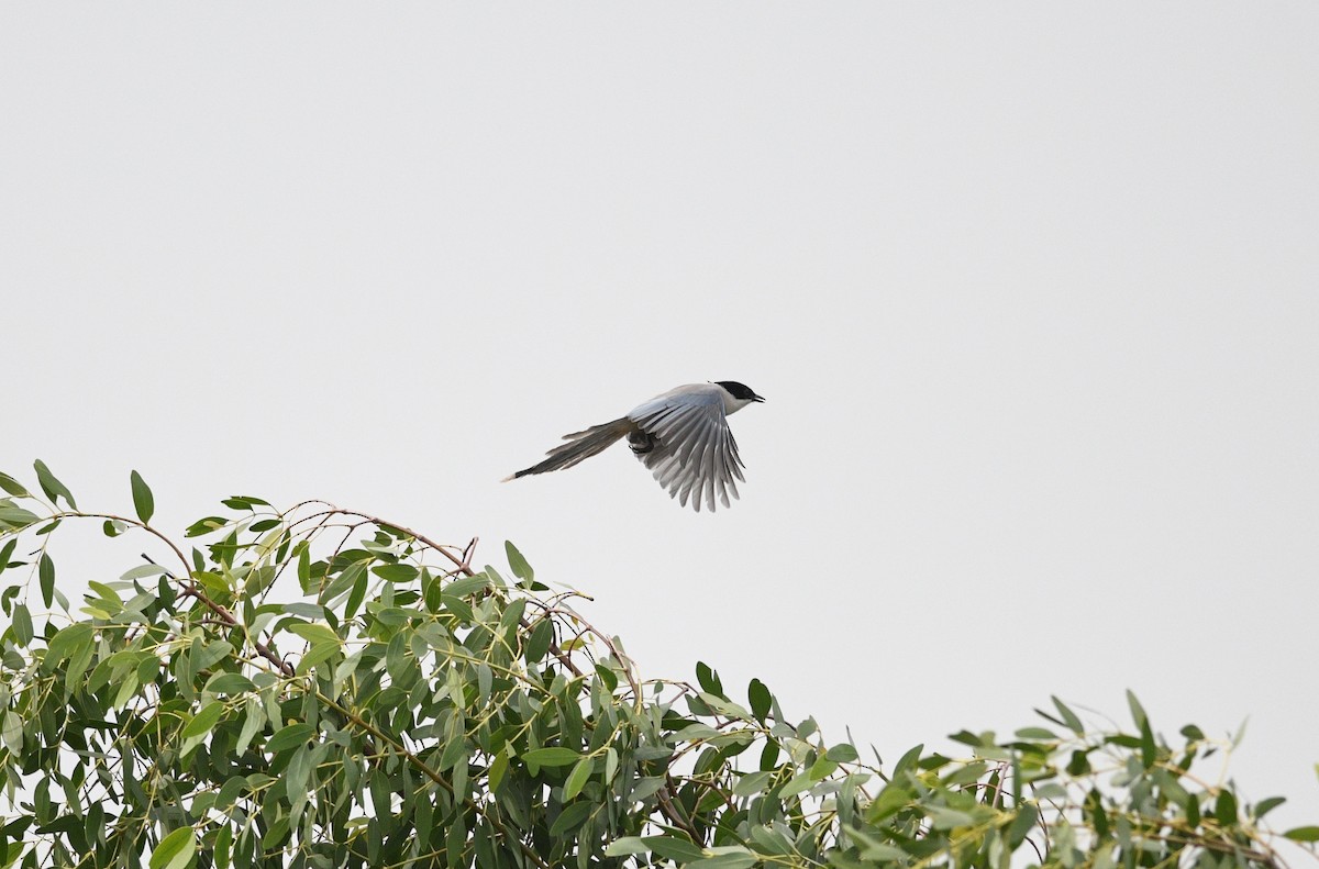 Azure-winged Magpie - ML647089217