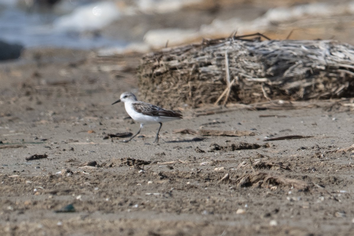 Sanderling - ML647089220