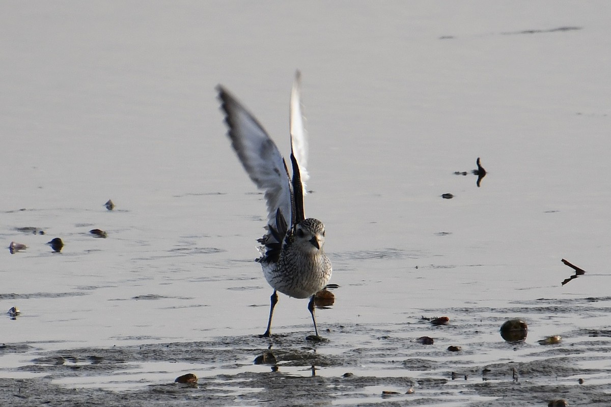 Сивка морська - ML647089225