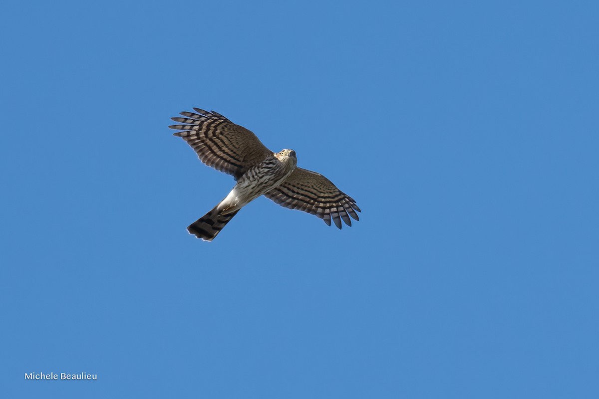 Sharp-shinned Hawk - ML647089226