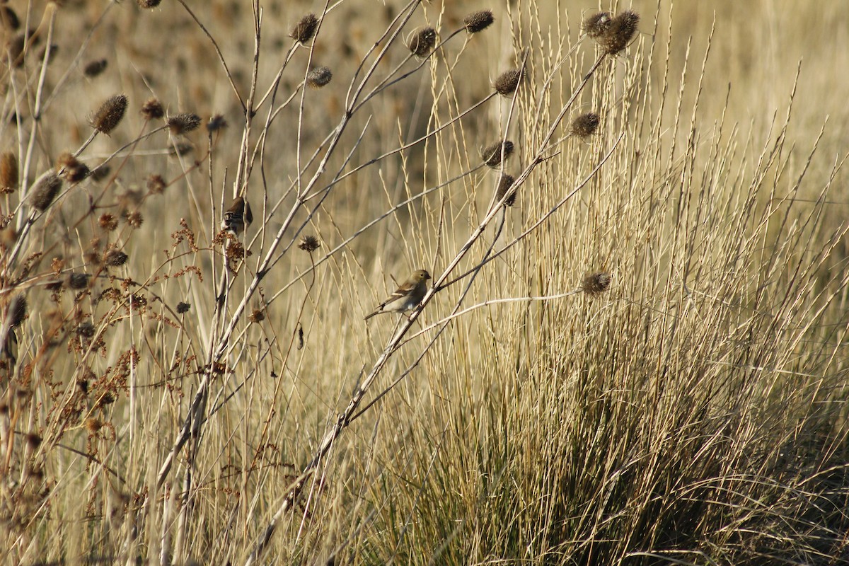 Goldzeisig - ML647089228