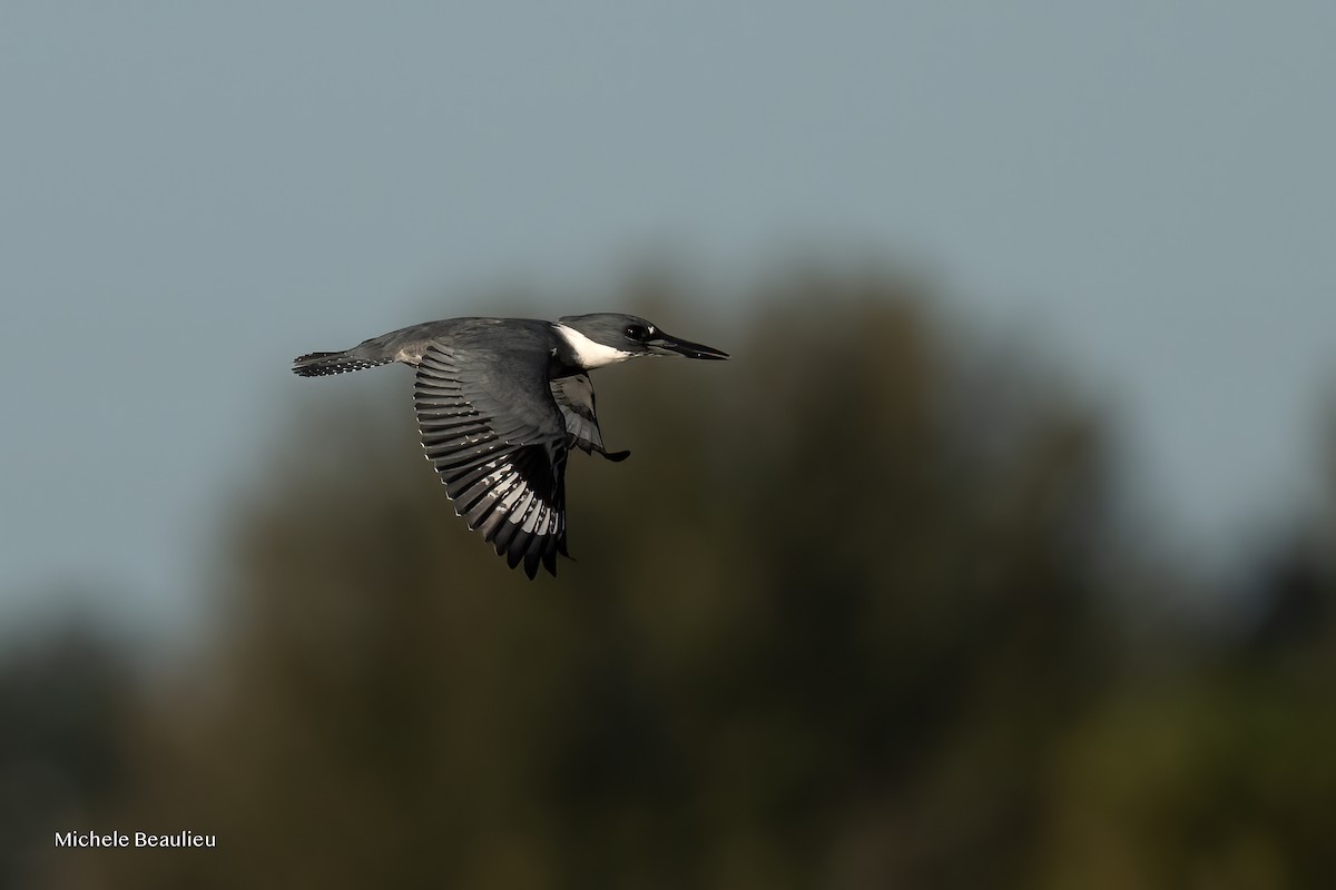 Belted Kingfisher - ML647089236