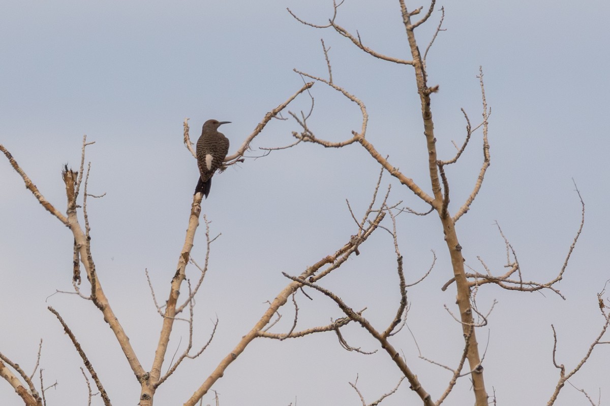 נקר צפון-אמריקני - ML647089242